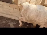 绵羊（批次，未指定性别）, Kazakh fat-tailed coarsewool sheep — 照片 2