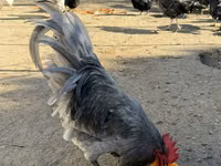Chickens — الصورة 2