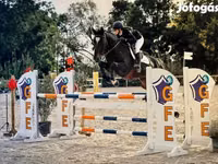 公马, Belgian warmblood horse — 照片 1