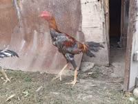 Chickens — 照片 7