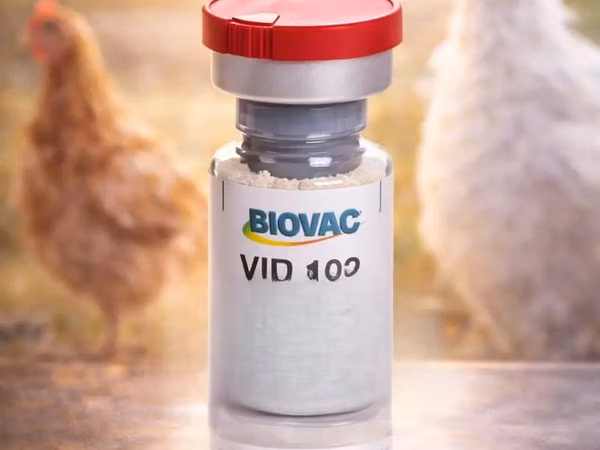 Poultry Fowl Pox Vaccines (Wholesale)