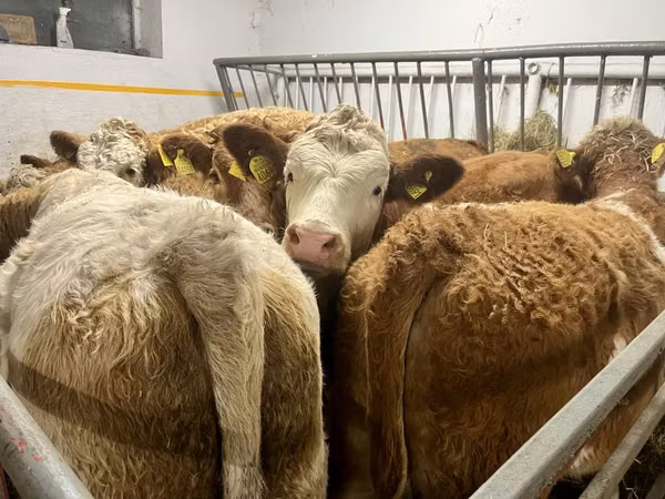 بقرة, Simmental cattle
