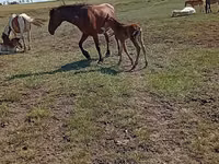 Stute, Kinsky horse — Foto 7