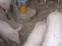 Eber, Schweine — Foto 2