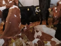 牛只（批次，未指定性别）, Simmental cattle — 照片 4