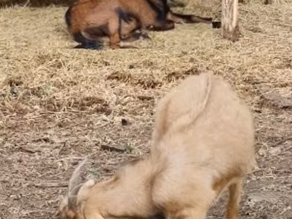 Billy Goat, Goats