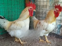 Shamo chickens — photo 1