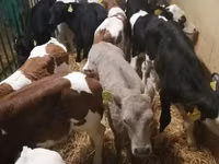 أبقار (دفعة، الجنس غير محدد), Simmental cattle — الصورة 2