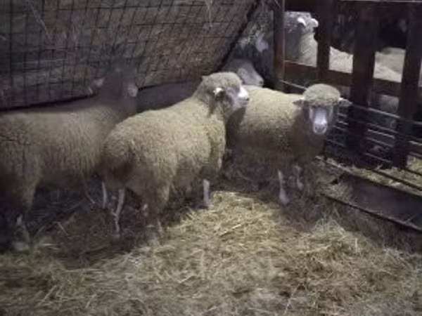 公羊, Ile-de-France sheep