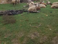 Sheep (batch, sex not specified), Sheep — photo 5