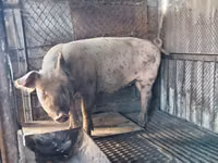 Boar — photo 2