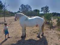 Hengst, Percheron — Foto 3