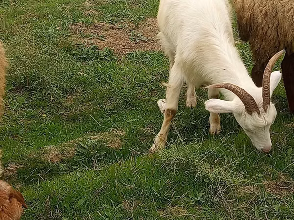 Goat, Goats