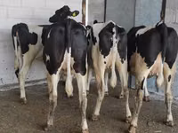 母牛, Holstein breed — 照片 4