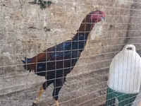 Chickens — 照片 2