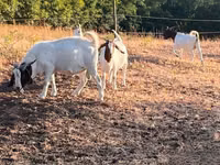 Ziegenbock, Boer goat — Foto 3
