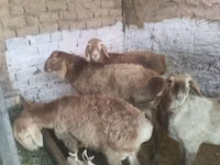 Ram, Rhon sheep — photo 6