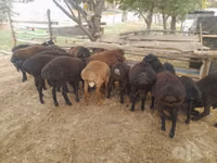 Ram, Sheep — photo 5