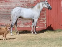 Hengst, Tennessee Walking Horse — Foto 1