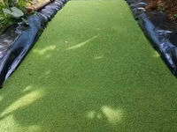 Azolla Seeds 1kg — foto 2