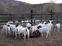 Goats (batch, sex not specified), Boer goat — photo 2