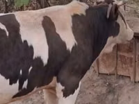 Bull, Red-spotted breed — photo 2