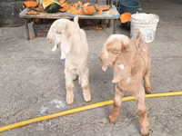 Goats (batch, sex not specified), Beetal goats — photo 1
