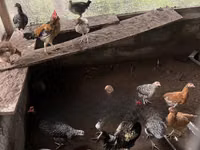 शामो चिकन्स — फ़ोटो 6