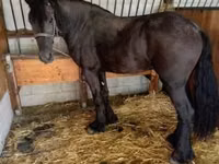 فرس, Friesian — الصورة 3