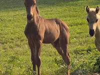 Horse (M), Rocky Mountain Horse — photo 2