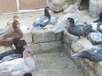 pato criollo doméstico — foto 1