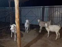 Ziege, Saanen goat — Foto 1
