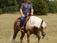 घोड़ा, Quarter Horse — फ़ोटो 7