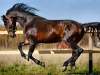 خيول (دفعة، الجنس غير محدد), Horse breed — الصورة 2