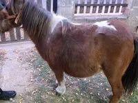 母马, Miniature horse — 照片 5