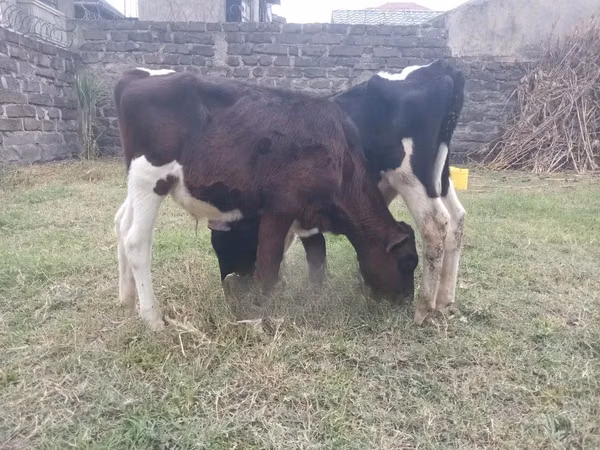 Toro, Russian Black pied cattle