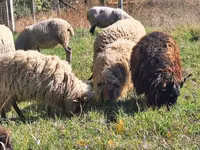 كبش, Racka sheep — الصورة 3