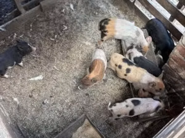 Säue, Schweine