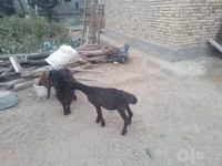 Sheep (batch, sex not specified), Sheep — photo 4