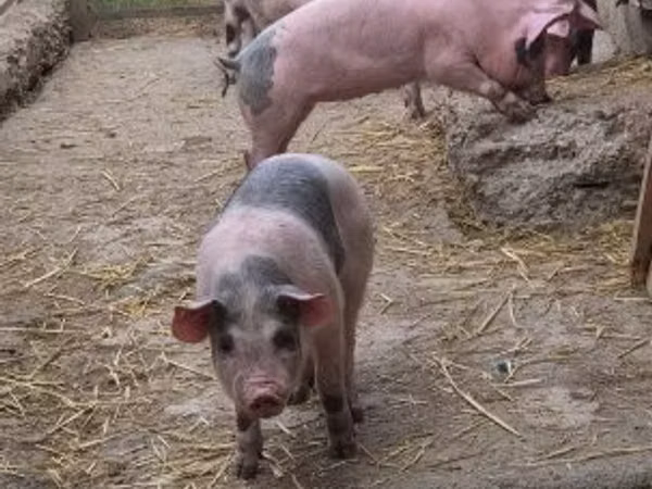 Schweine (Partie, Geschlecht nicht angegeben), Schweine