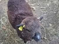 भेड़, Southdown sheep — फ़ोटो 3
