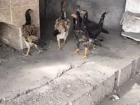 Chickens — photo 1