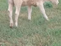 Cow, Charolais cattle — photo 1