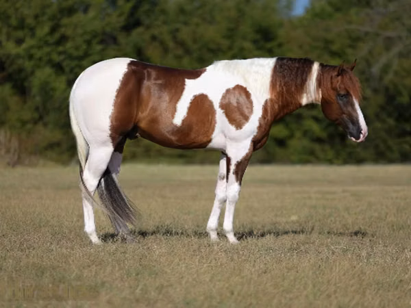 घोड़ा, American paint horse
