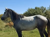 Caballo, Mustang — foto 2
