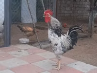 Chickens — foto 1