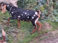 Ziegenbock, Nubian Goat — Foto 3