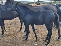 Pferde (Partie, Geschlecht nicht angegeben), Karachay horse — Foto 1