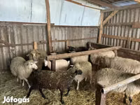 मेढ़ा, Merino sheep — फ़ोटो 6