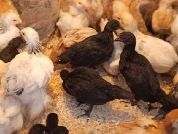 Ayam Cemani